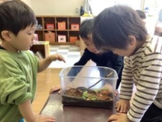 かたつむりの飼育をしています