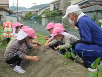 畑に野菜を植えています。