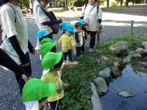 こもも組が鯉を見ています