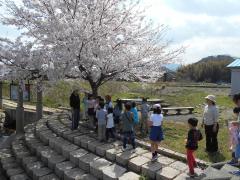 桜満開のせんたく川へ