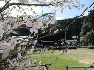 満開の桜