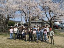 桜
