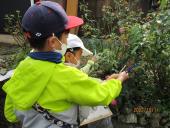 植物の臭いや手触りを観察しています