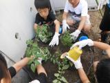 夏野菜を植えました