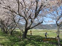 満開の桜の下で遊んでいます