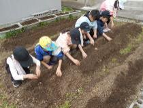 種芋を植えています