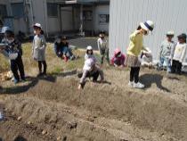 畑にじゃがいもの種芋を植えました