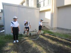高学年が水やりをしています