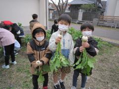 小かぶをとりました