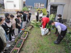 里芋の収穫をしました