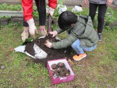 親芋に里芋がたくさんついています