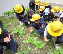 みんなで草むしりをしています