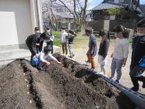 みんなでじゃがいもの植え付けをしています