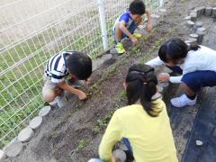 もっと大きく育つようにと、間引きをしました。「辛そうなにおいがする」と話す子どもたち。