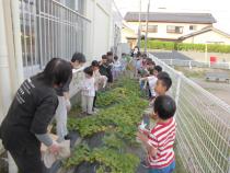 芋ほりをします