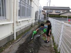 水やりの様子
