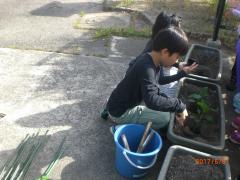3年生がピーマンの苗を植えています