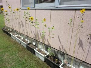 親子が植えたひまわりの写真