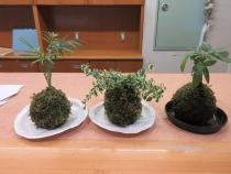 苔玉3