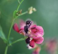 ふるさと敦賀の花「はぎ」