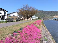 看板の前の遊歩道と芝桜