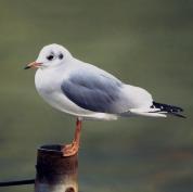 ふるさと敦賀の鳥「ユリカモメ」