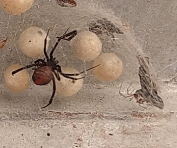 セアカゴケグモの成体と卵のう