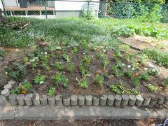 植えた後の花壇（1つ目）の写真（正面から）