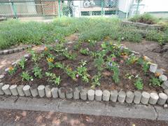 植えた後の花壇（2つ目）の写真（正面から）