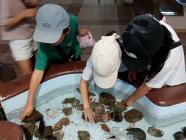 魚やヒトデを触りました