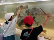 水槽の魚を見ています