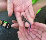 トカゲを見つけて手に乗せています