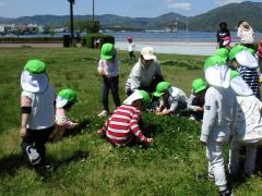 草花を探している様子の画像