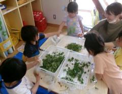 木の実に触れている子ども達の画像