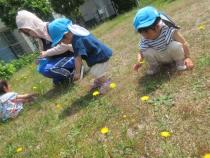 子どもが花摘みをしている画像