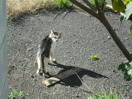 こちらを見ている野良猫