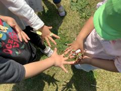 とんぼ組のシロツメクサ遊びの画像