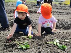 めだか組の芋苗植えの画像