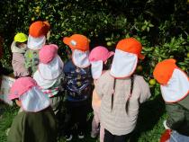 みかん狩りをしている画像