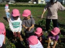 いもの大きさを比べている画像