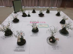 作成したこけ玉を文化展に展示した写真