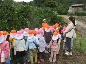 みかんのもぎ方の説明を聞いています。