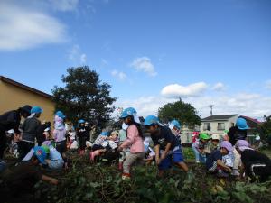 芋掘りの画像