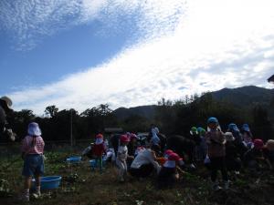 芋掘りの画像２
