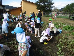 芋掘りの画像