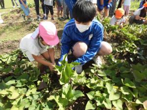 中学生と一緒に芋掘りをしています