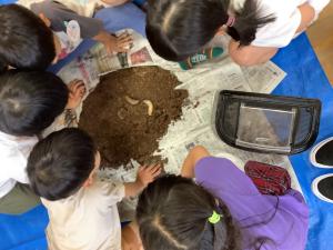 幼虫のお世話をしています