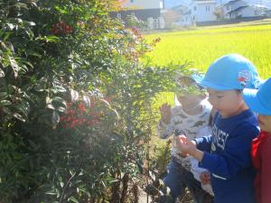 ナンテンの実を見ています