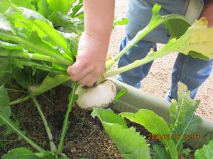 古田刈かぶらの収穫をしています