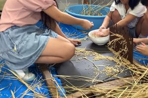 せんばこきを使って脱穀をしています